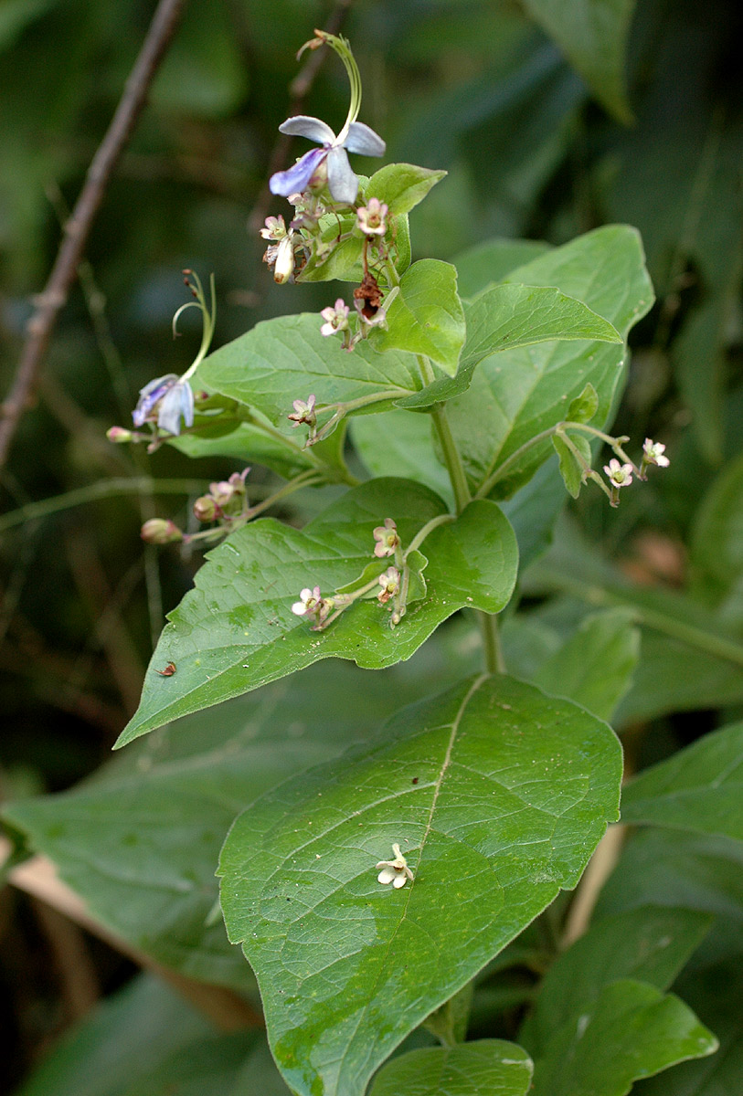 Rotheca myricoides Rotheca myricoides