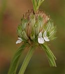 Acrotome angustifolia