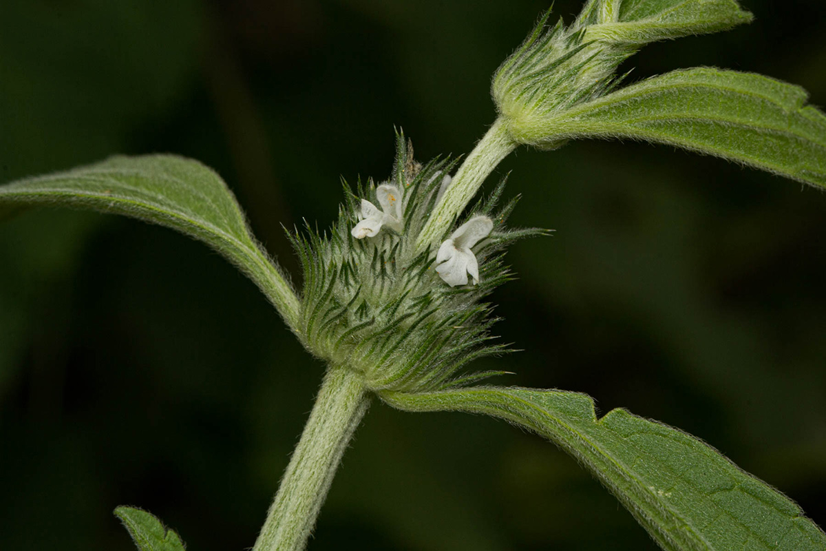 Acrotome inflata Acrotome inflata