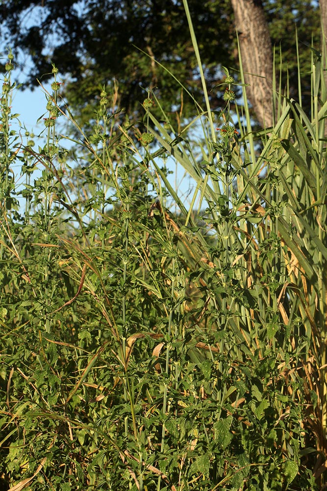 Leonotis nepetifolia var. nepetifolia Leonotis nepetifolia var. nepetifolia