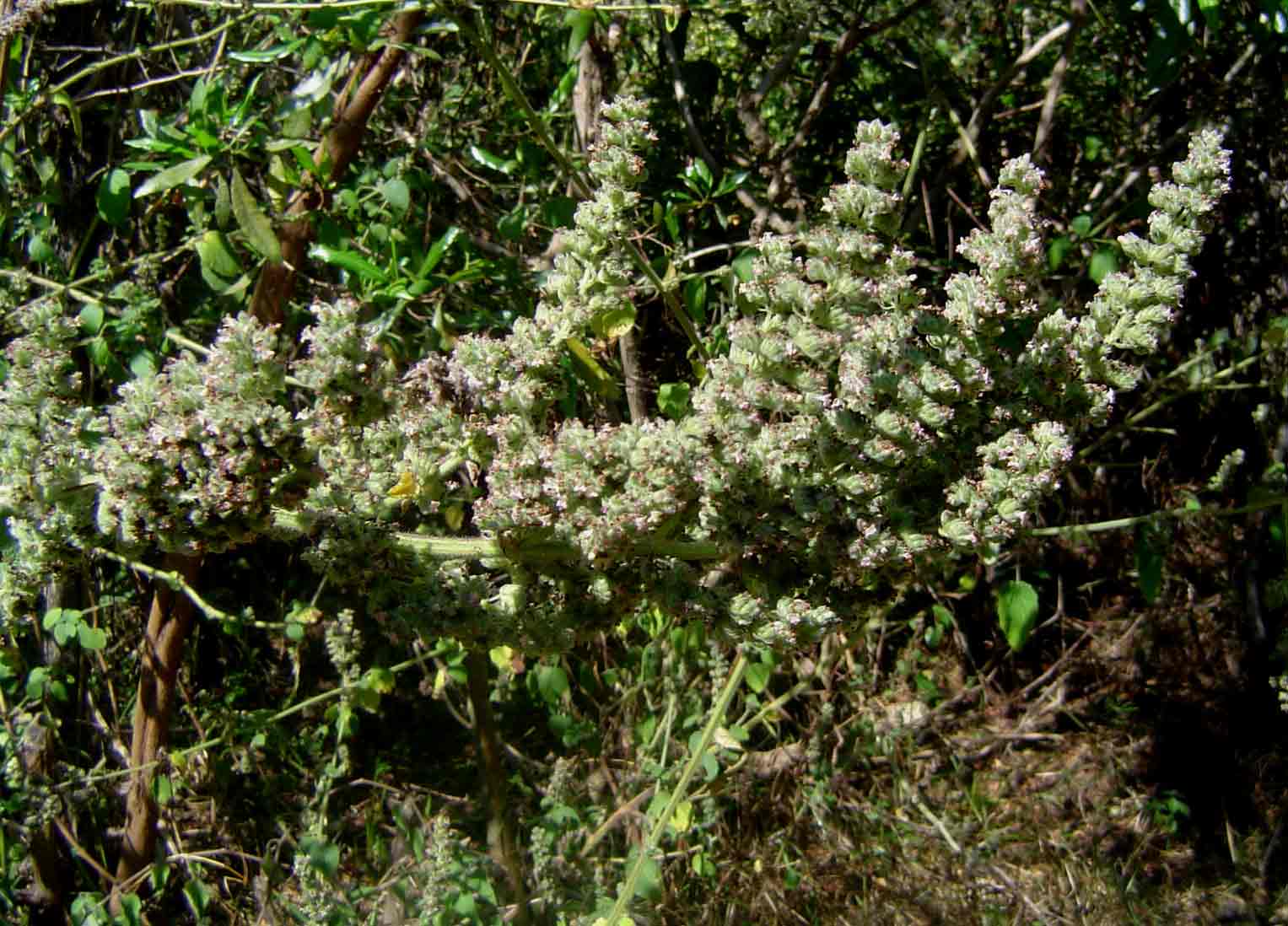 Mesosphaerum pectinatum Mesosphaerum pectinatum