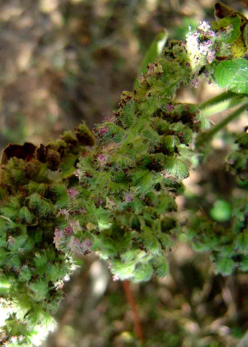 Mesosphaerum pectinatum Mesosphaerum pectinatum
