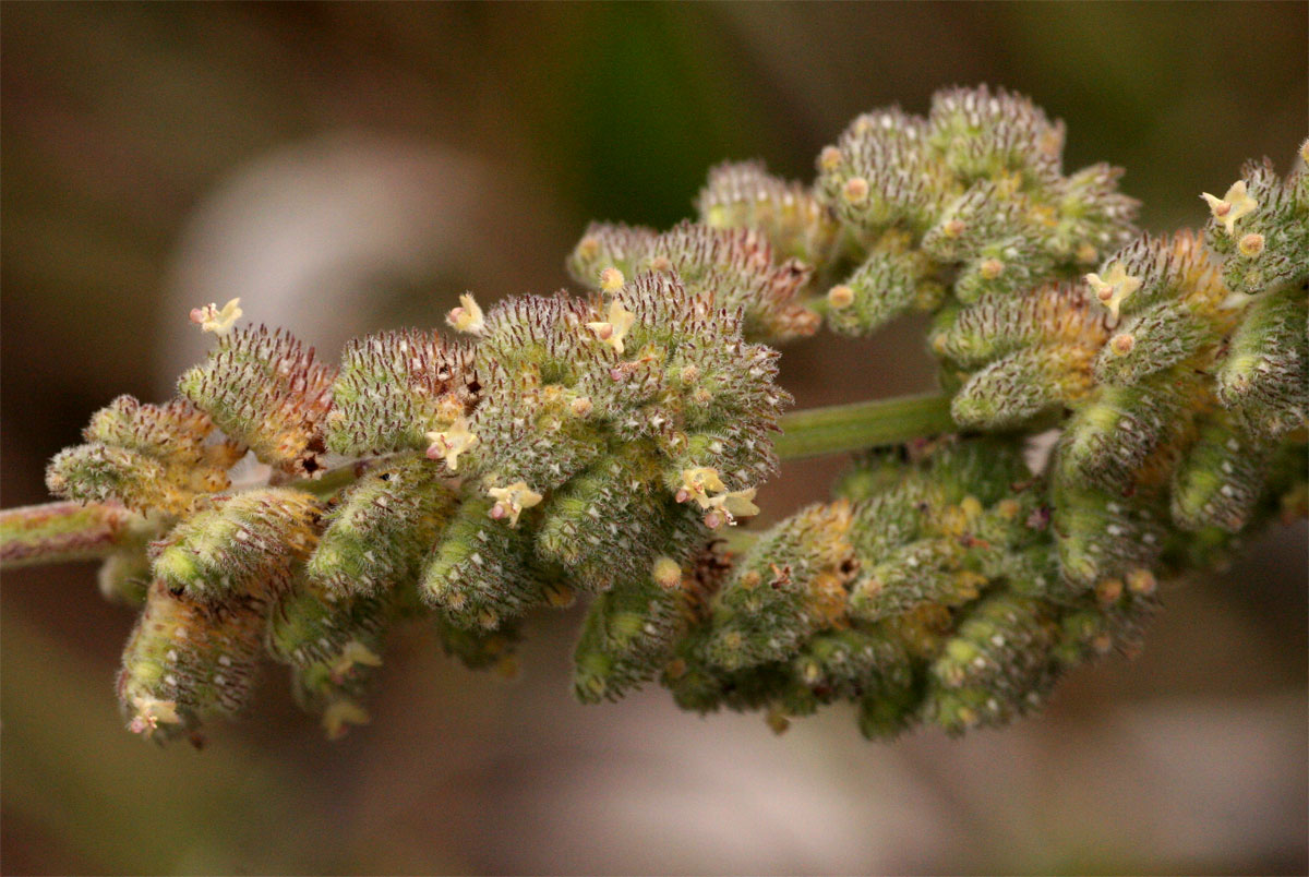 Mesosphaerum pectinatum