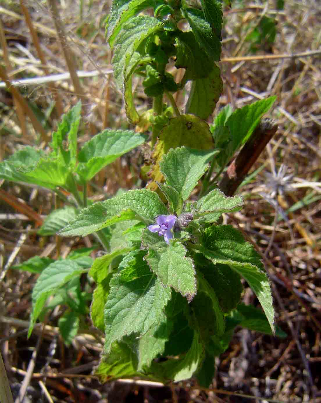 Mesosphaerum suaveolens Mesosphaerum suaveolens