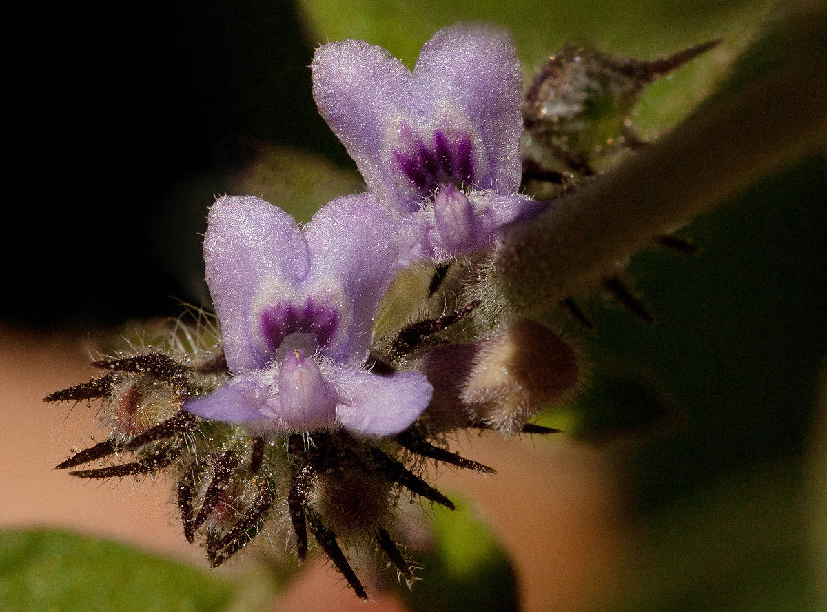 Mesosphaerum suaveolens