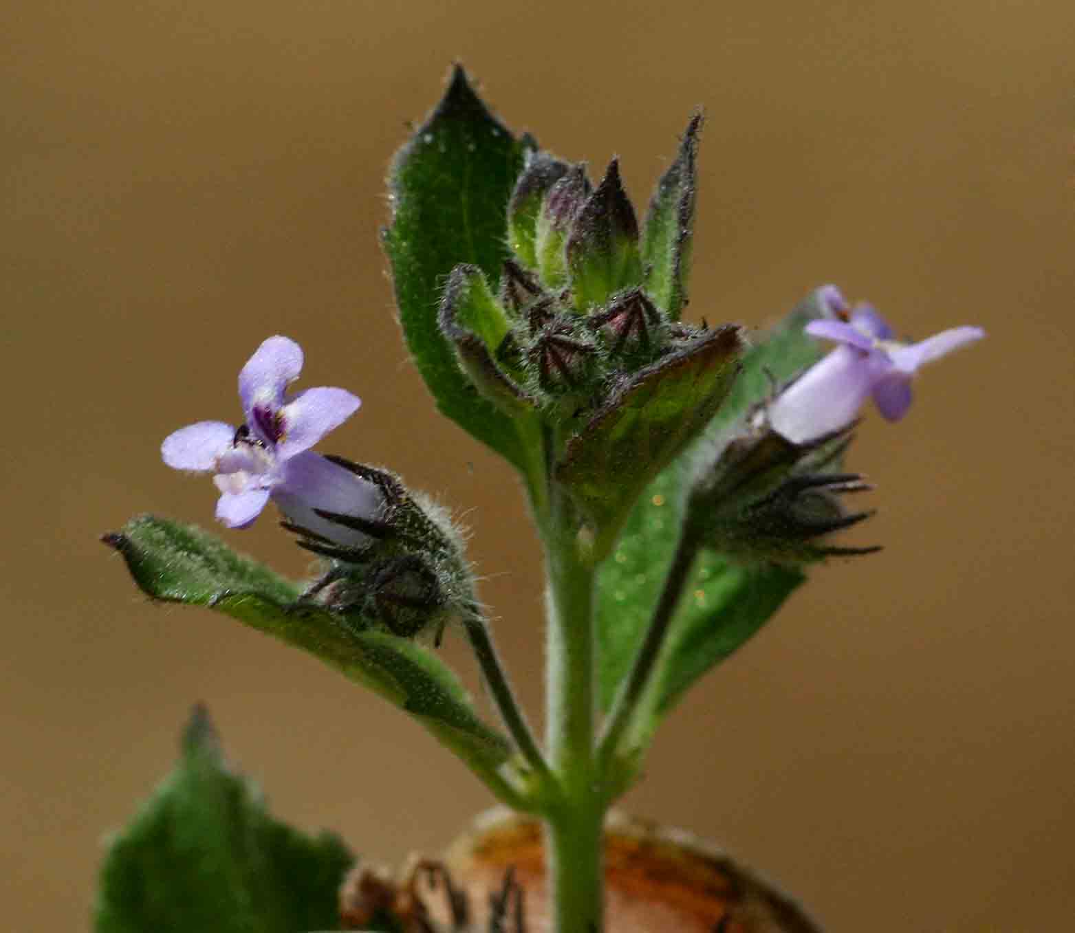 Mesosphaerum suaveolens