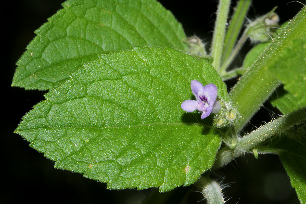 Mesosphaerum suaveolens