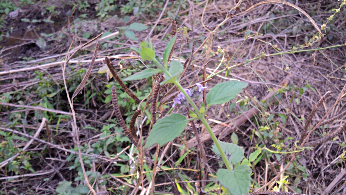 Mesosphaerum suaveolens Mesosphaerum suaveolens