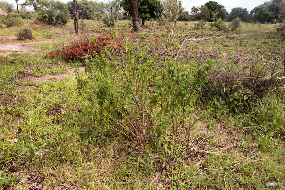 Mesosphaerum suaveolens Mesosphaerum suaveolens