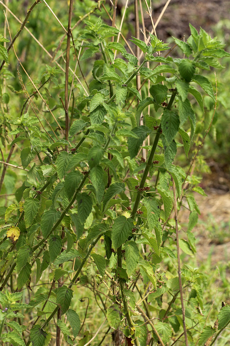 Mesosphaerum suaveolens Mesosphaerum suaveolens