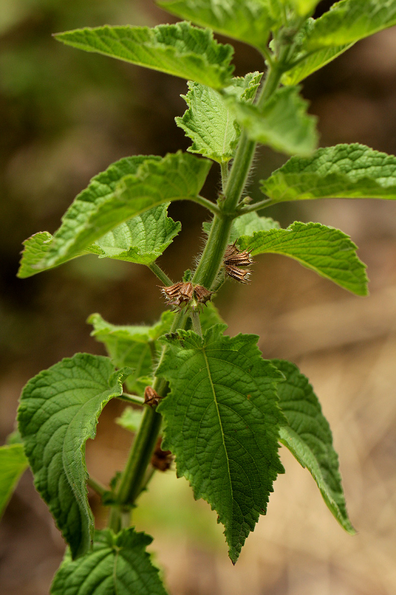 Mesosphaerum suaveolens Mesosphaerum suaveolens