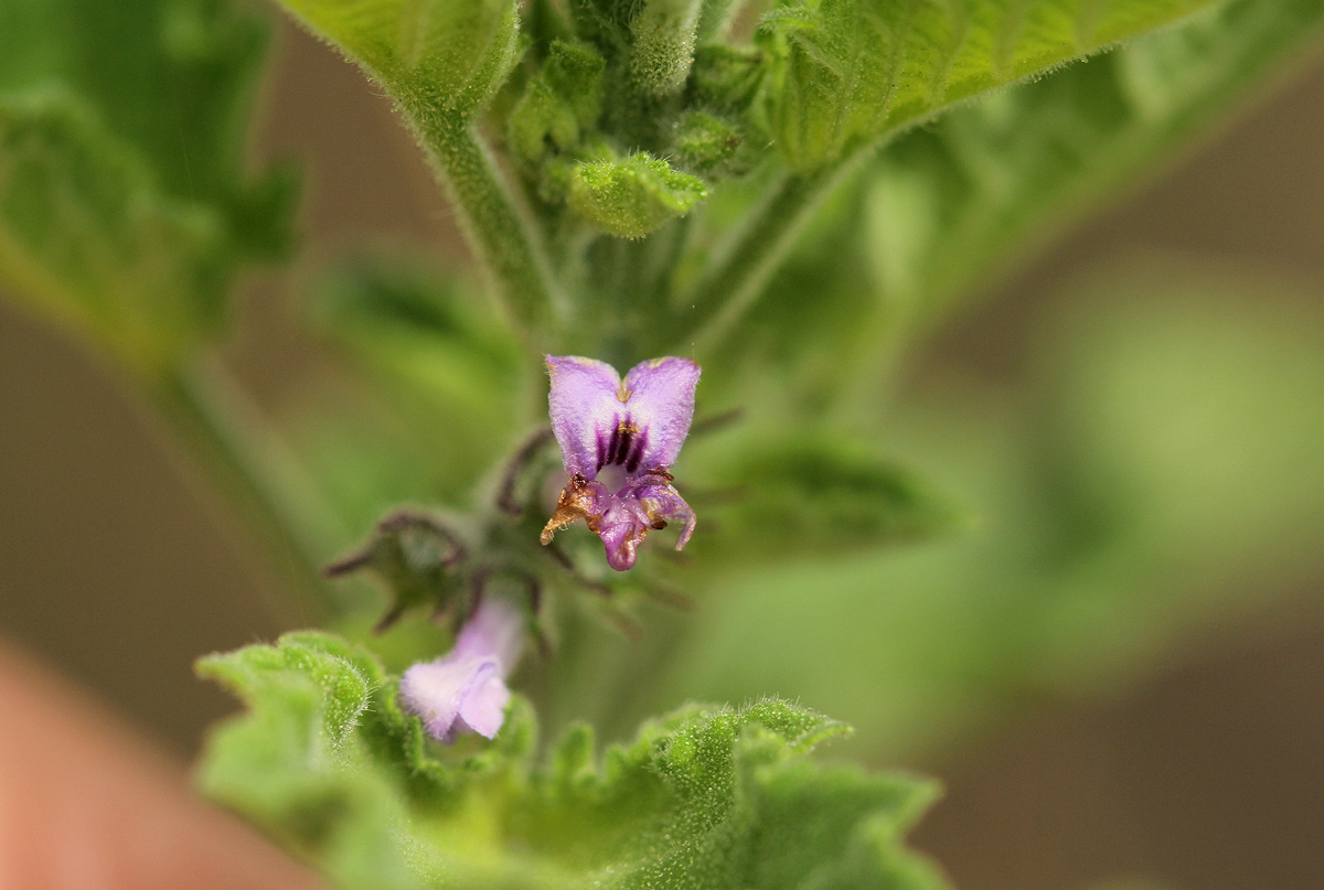 Mesosphaerum suaveolens Mesosphaerum suaveolens