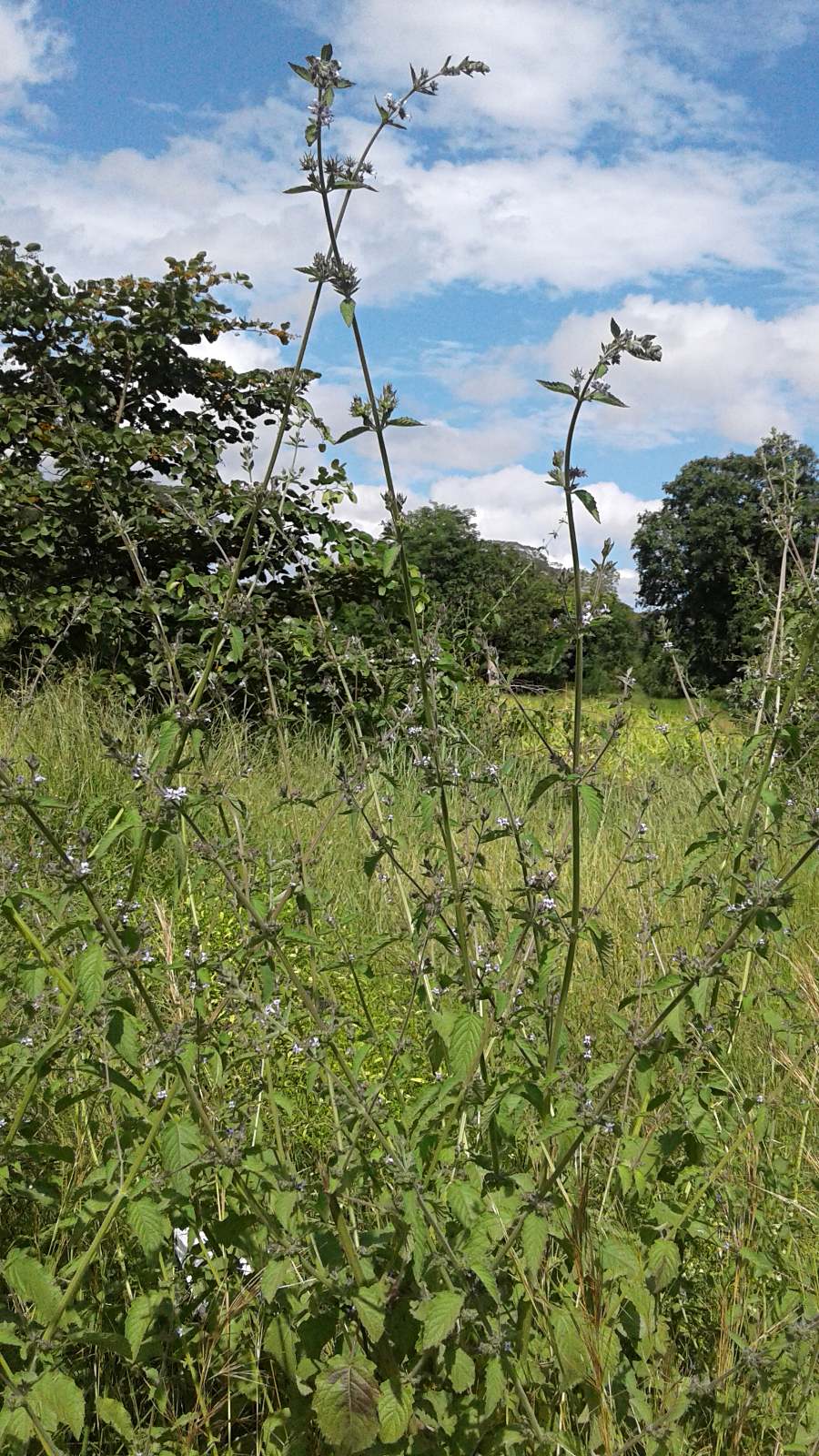Mesosphaerum suaveolens Mesosphaerum suaveolens