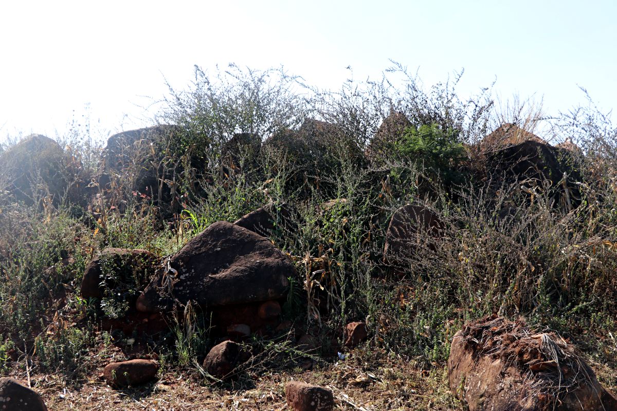 Mesosphaerum suaveolens