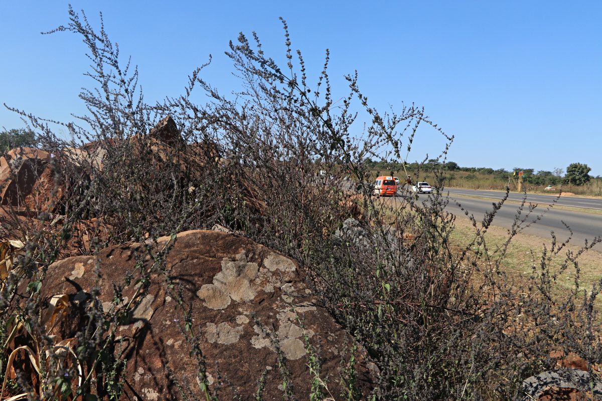 Mesosphaerum suaveolens Mesosphaerum suaveolens