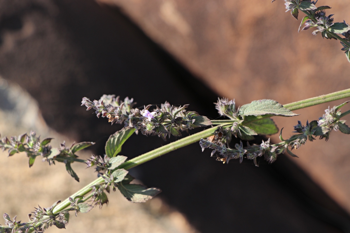 Mesosphaerum suaveolens