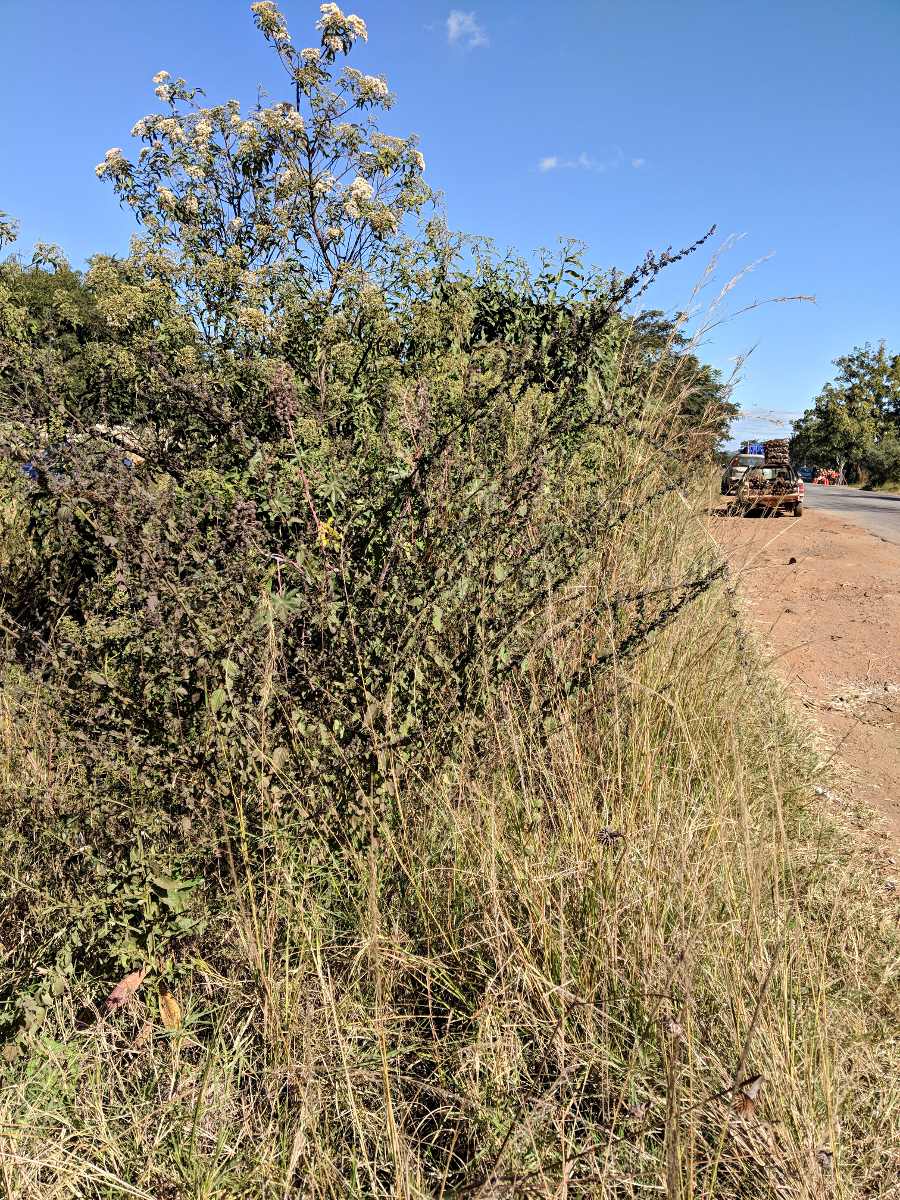 Mesosphaerum suaveolens Mesosphaerum suaveolens