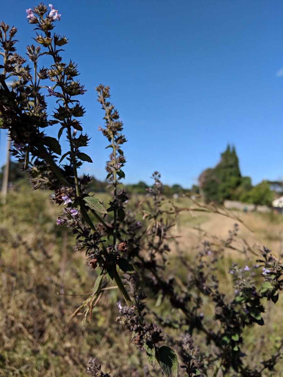 Mesosphaerum suaveolens