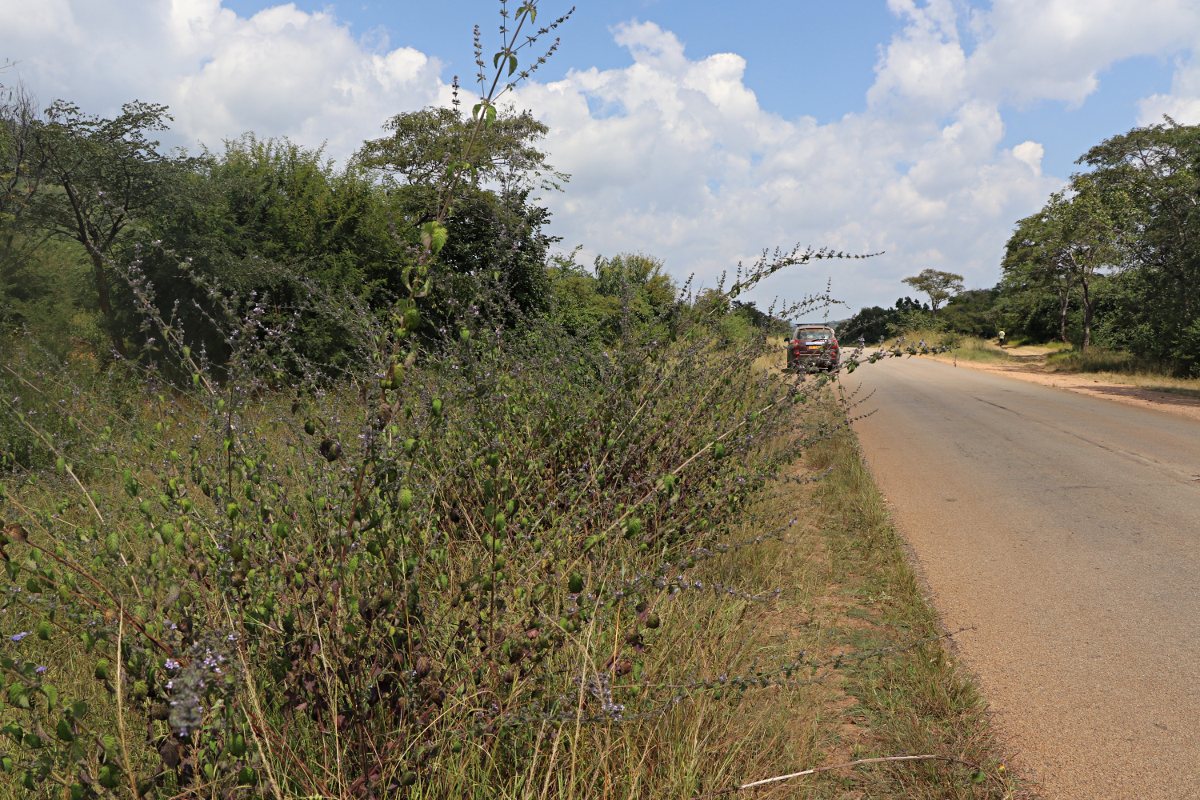 Mesosphaerum suaveolens Mesosphaerum suaveolens