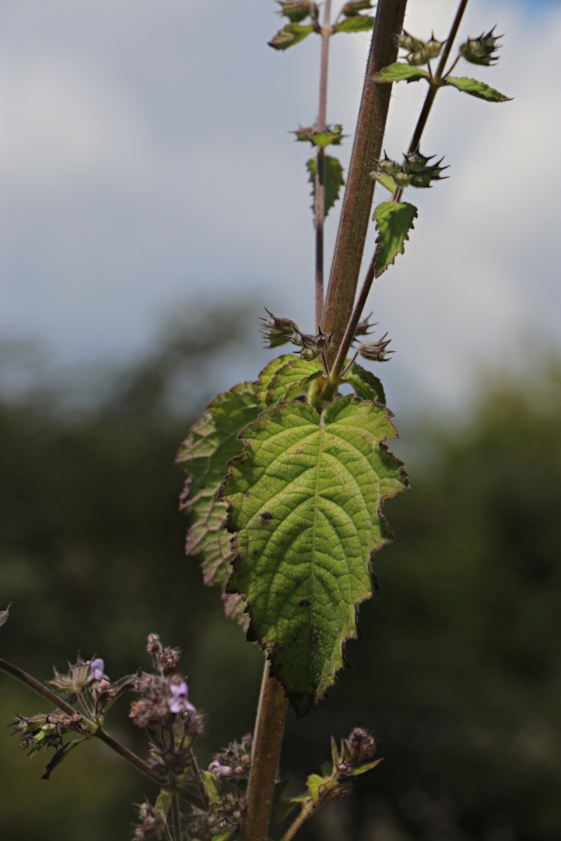 Mesosphaerum suaveolens Mesosphaerum suaveolens