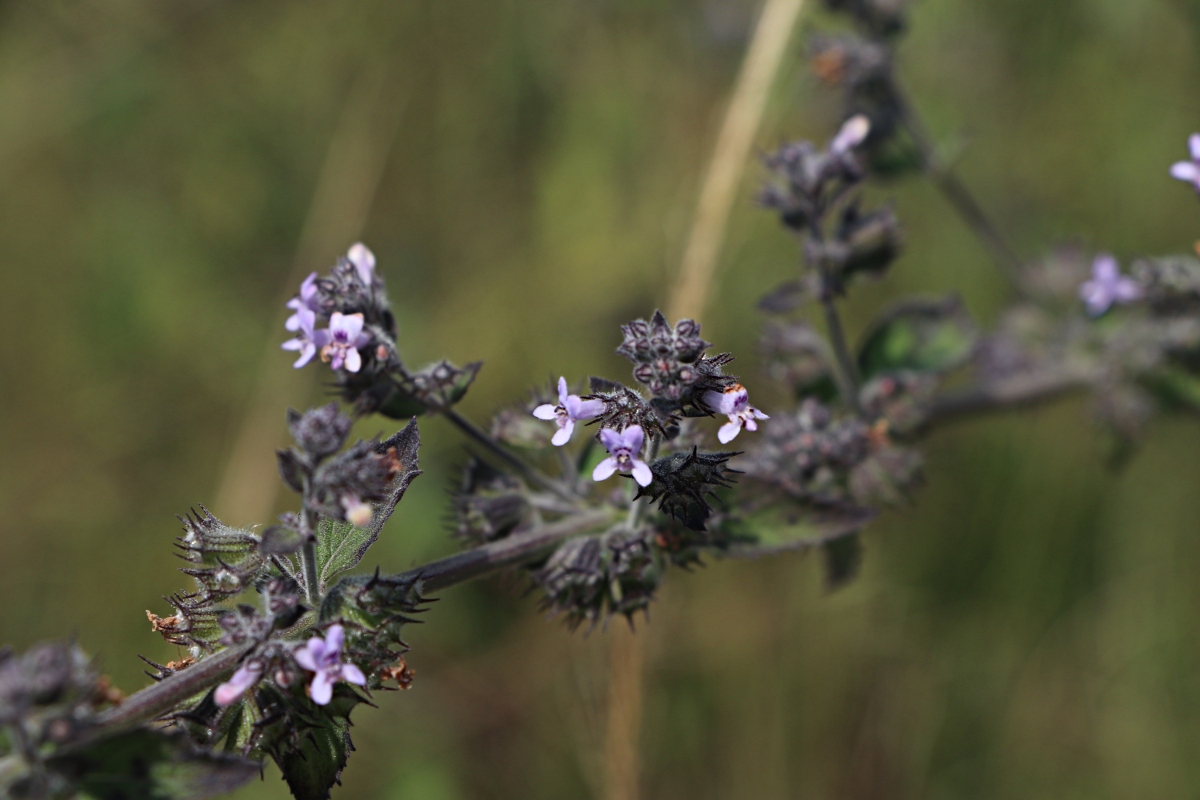 Mesosphaerum suaveolens