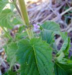 Mesosphaerum suaveolens