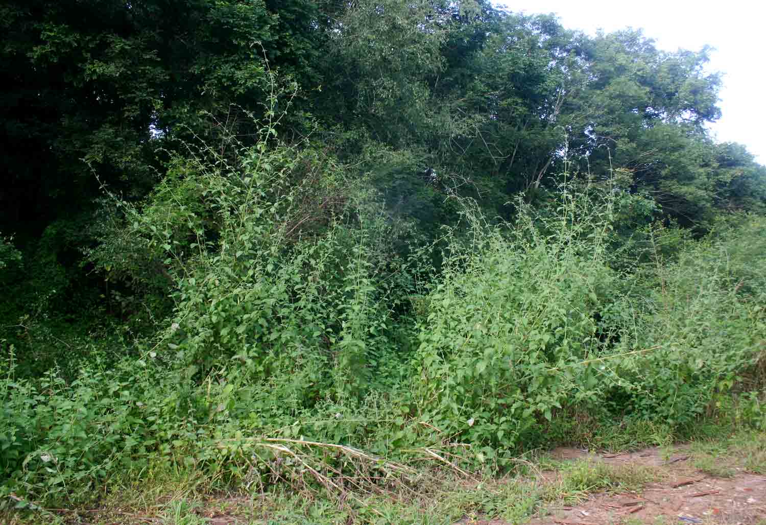 Mesosphaerum suaveolens Mesosphaerum suaveolens