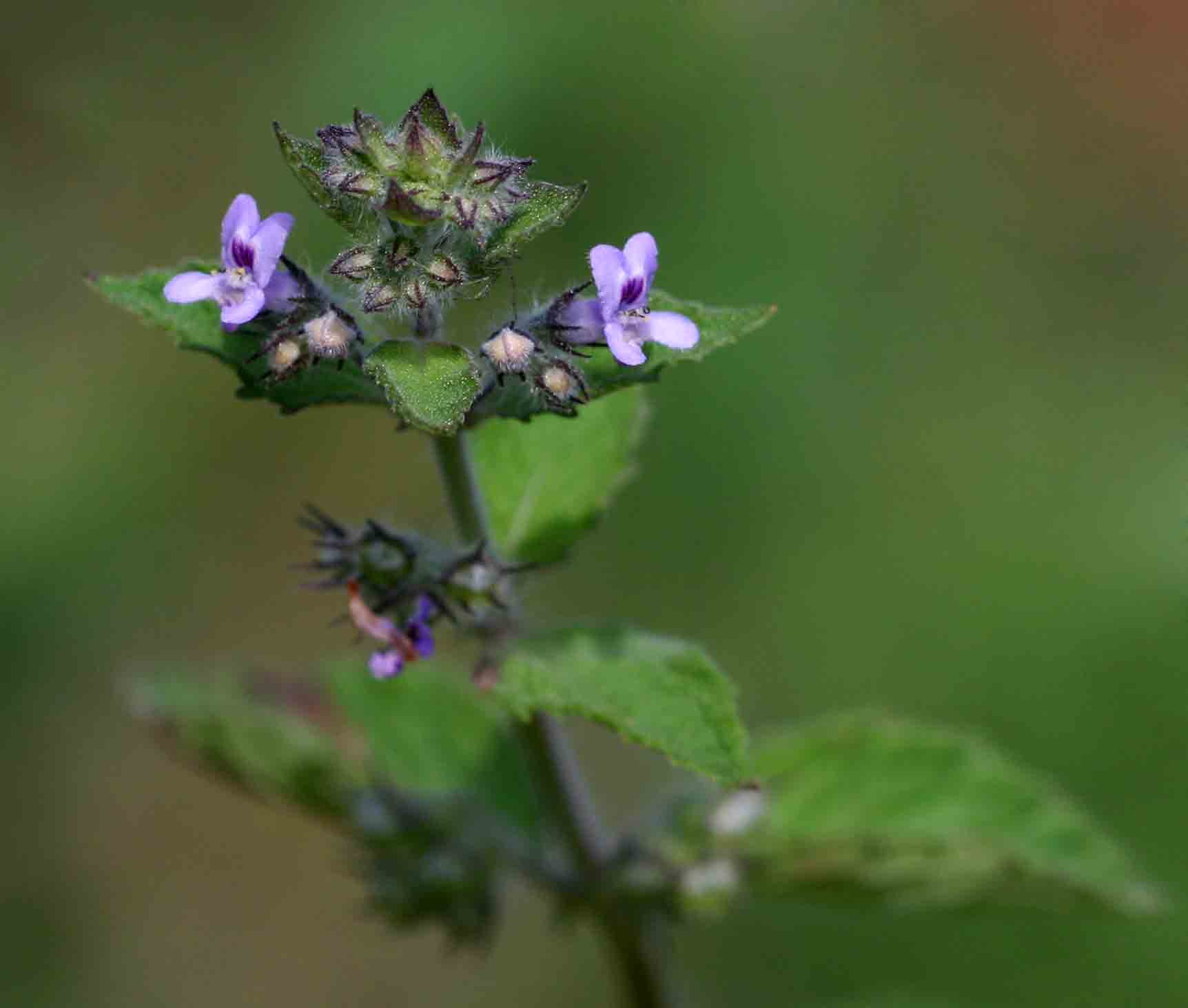 Mesosphaerum suaveolens