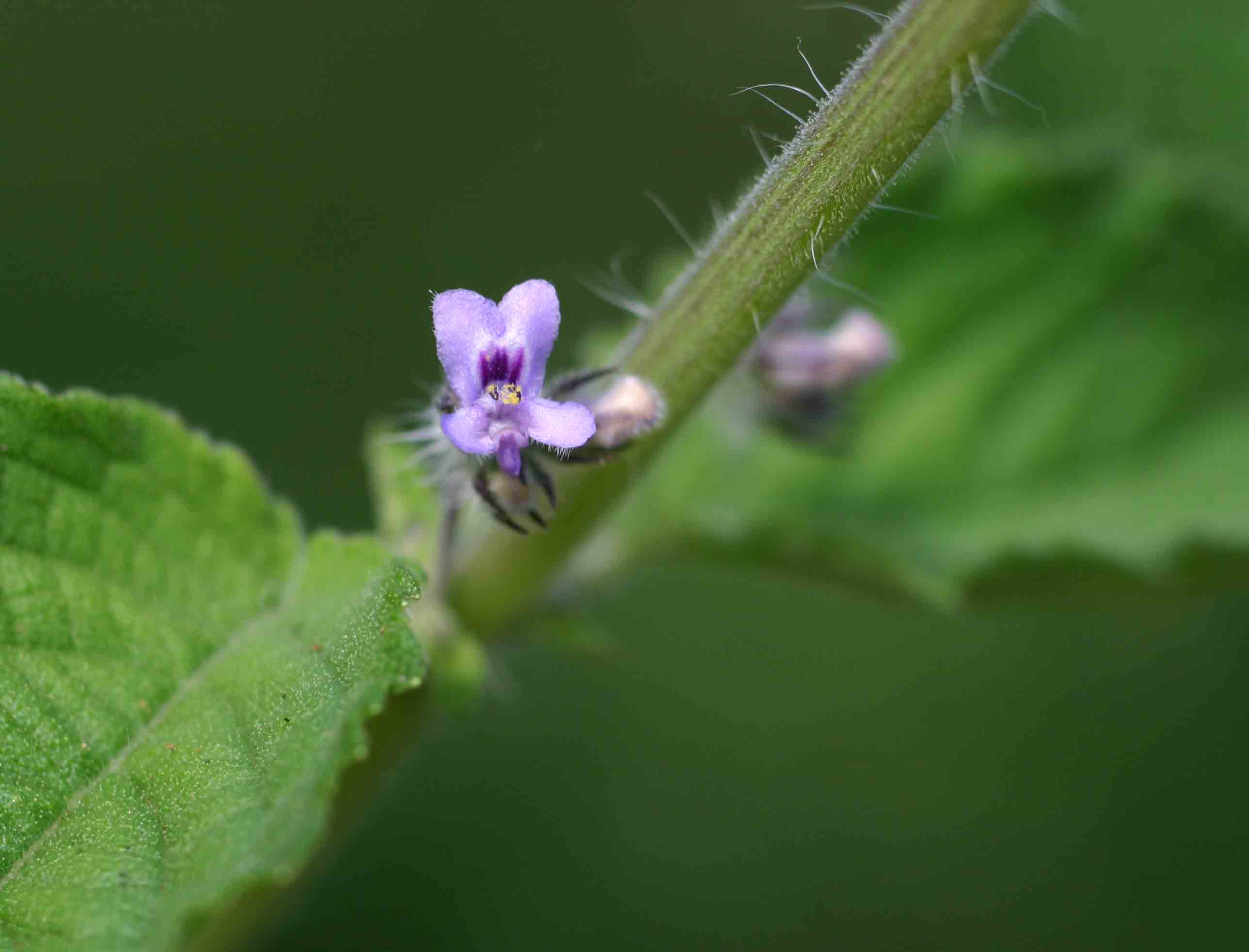 Mesosphaerum suaveolens Mesosphaerum suaveolens