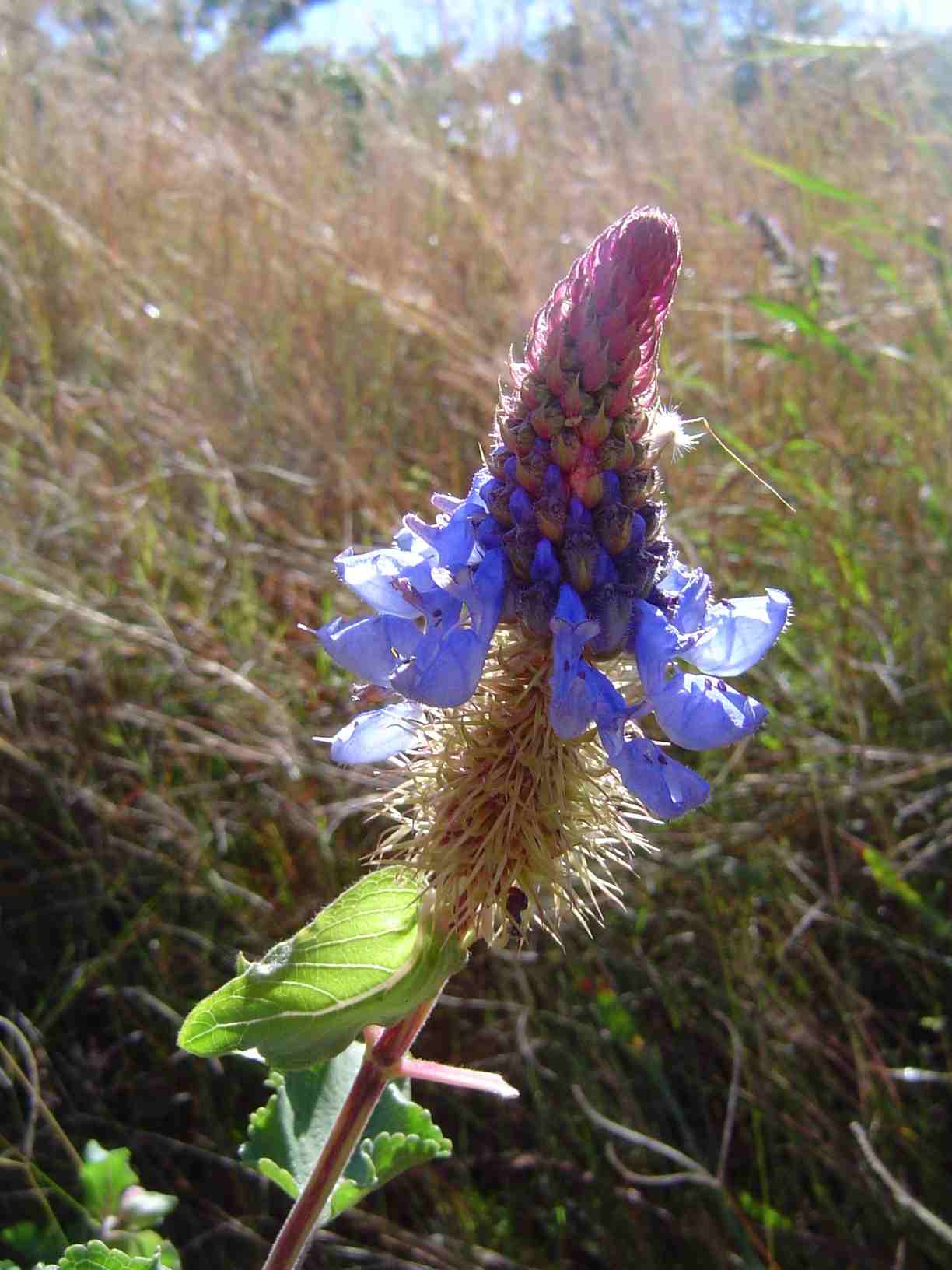 Pycnostachys urticifolia Pycnostachys urticifolia