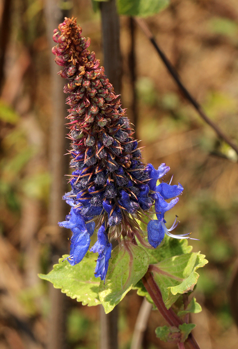Pycnostachys urticifolia Pycnostachys urticifolia