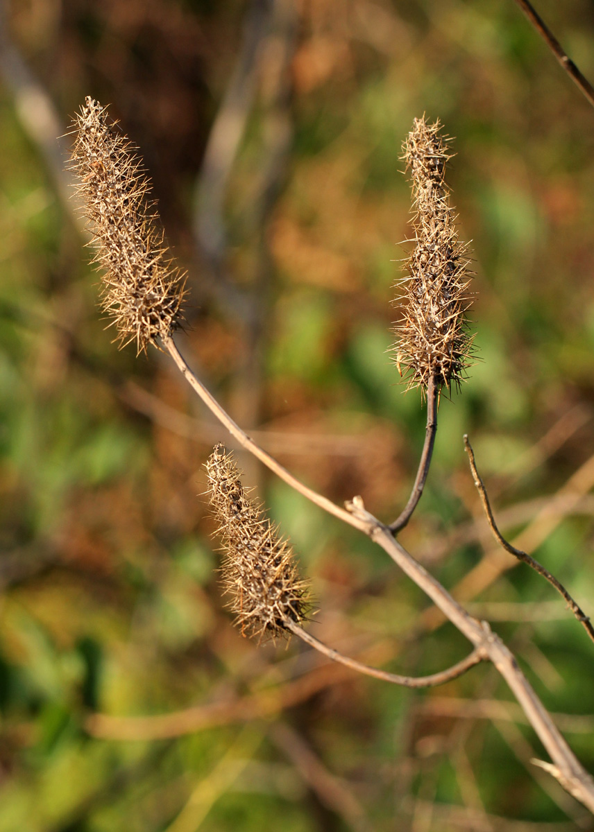 Pycnostachys urticifolia Pycnostachys urticifolia