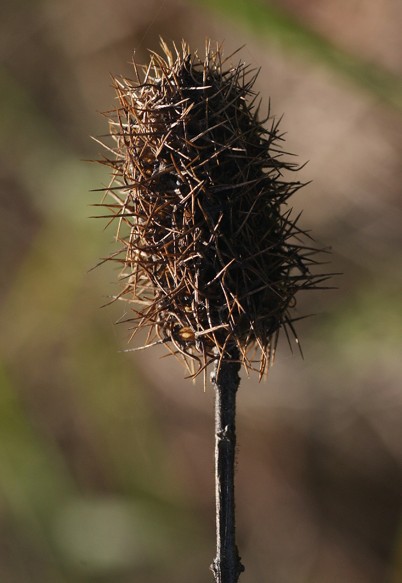 Pycnostachys urticifolia Pycnostachys urticifolia