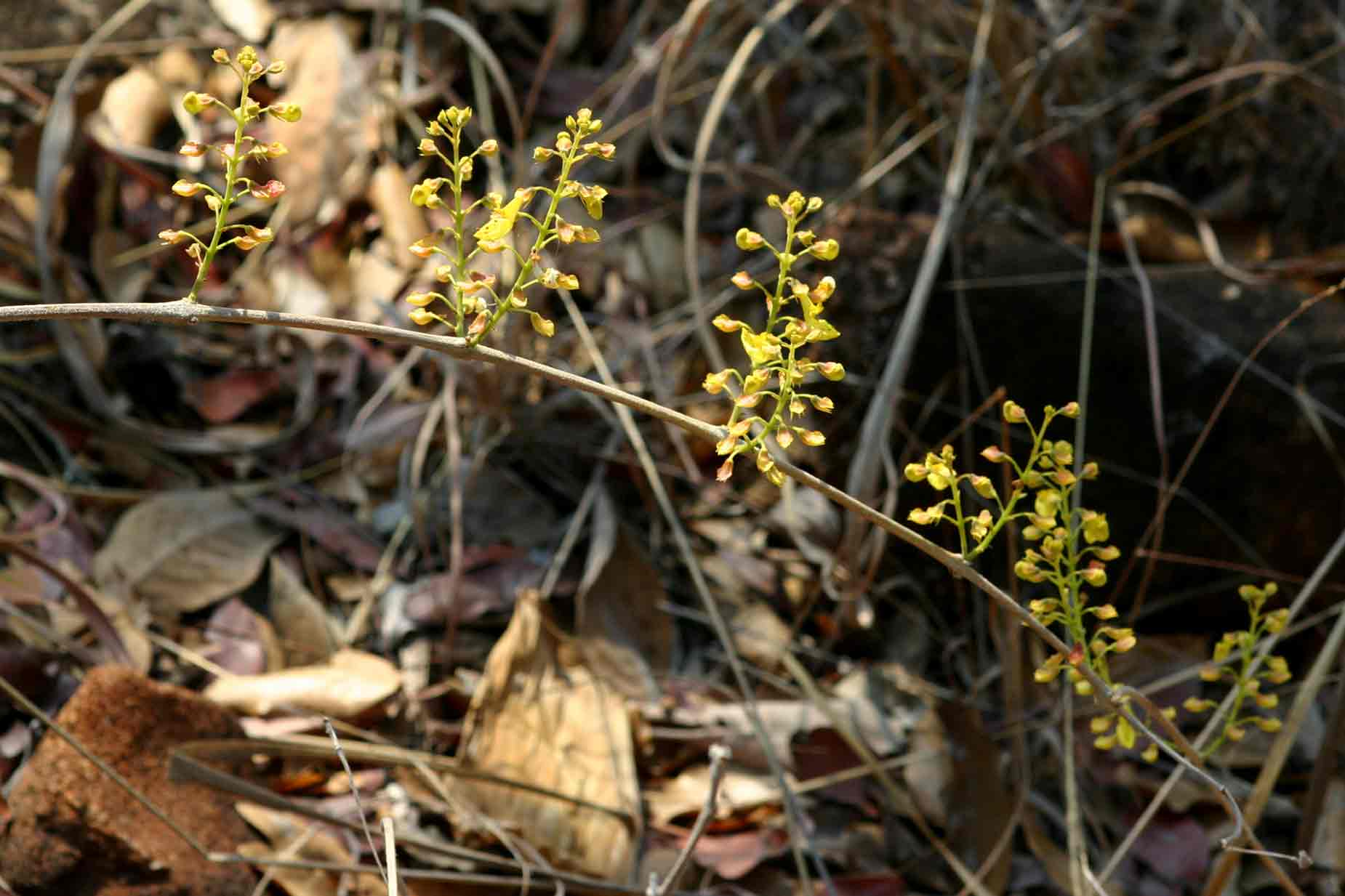 Coleus esculentus Coleus esculentus