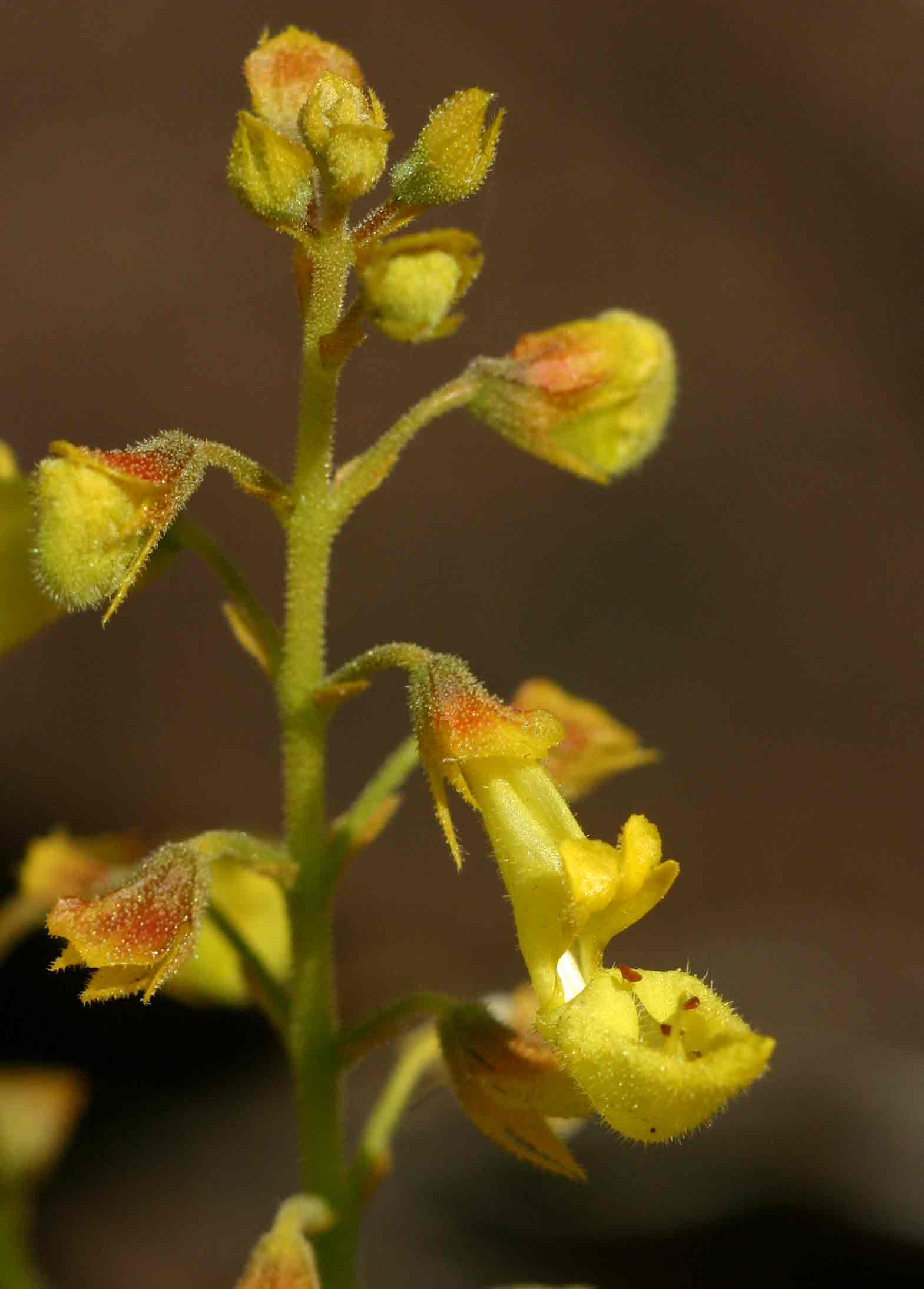 Coleus esculentus Coleus esculentus