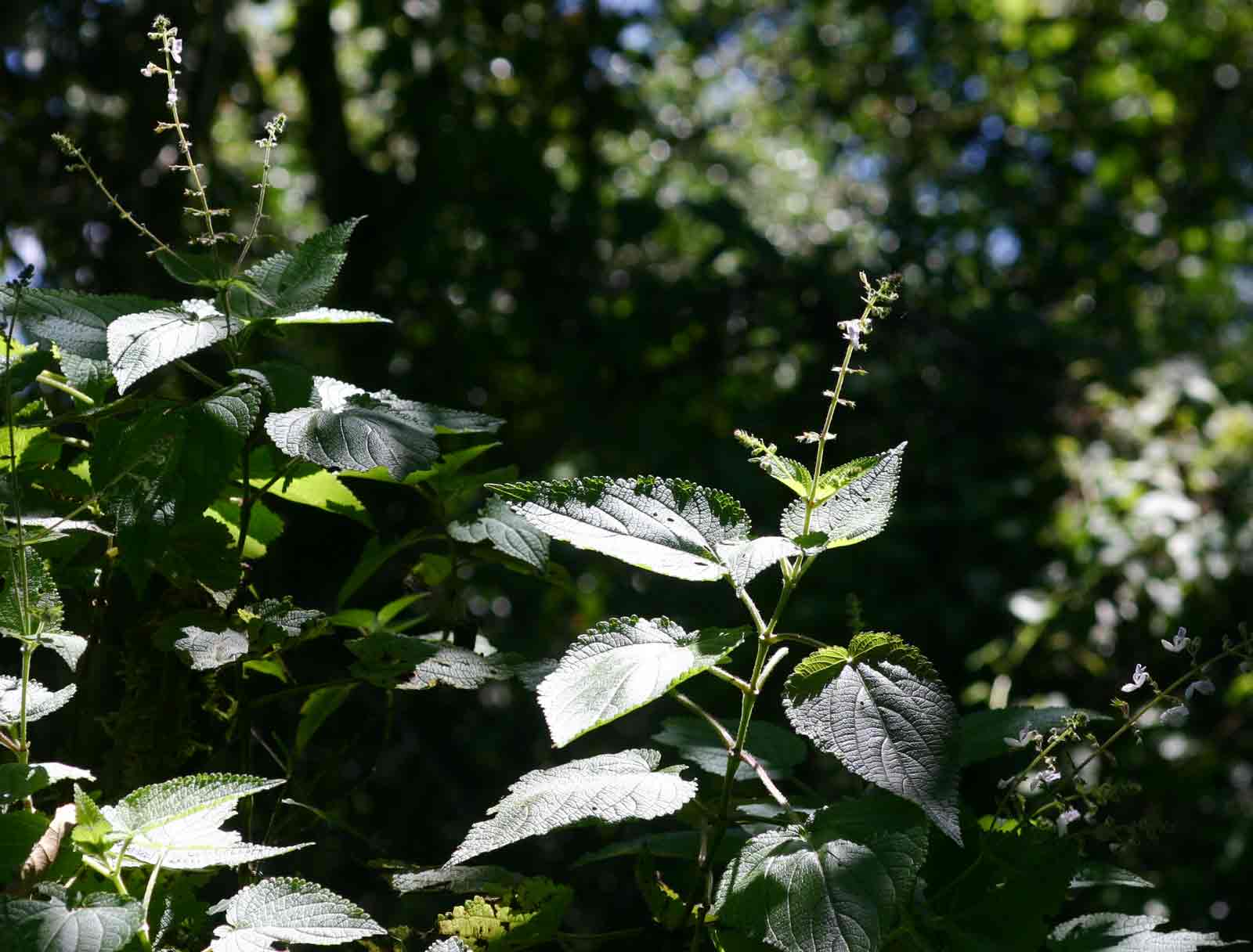 Equilabium laxiflorum Equilabium laxiflorum