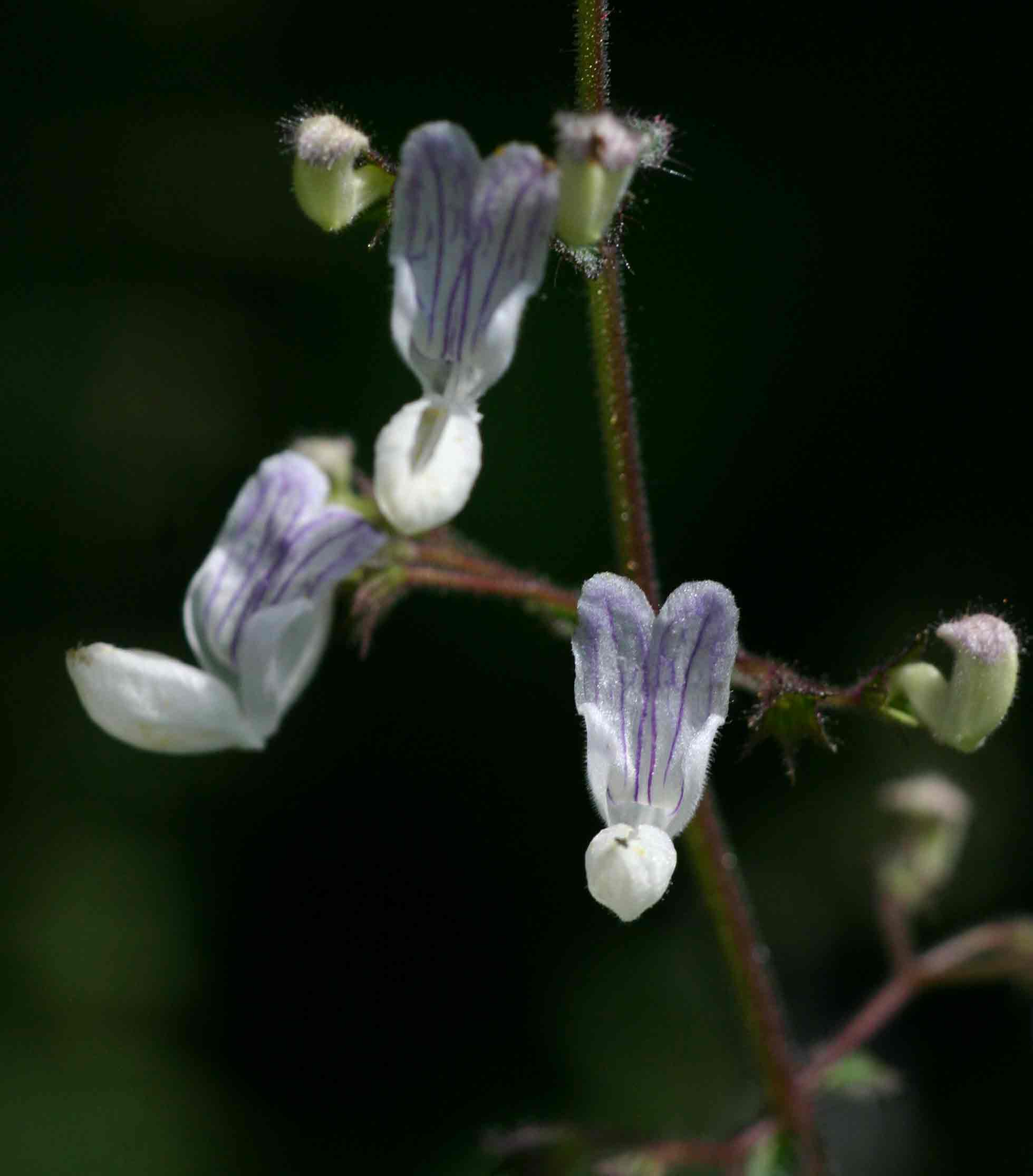 Equilabium laxiflorum Equilabium laxiflorum