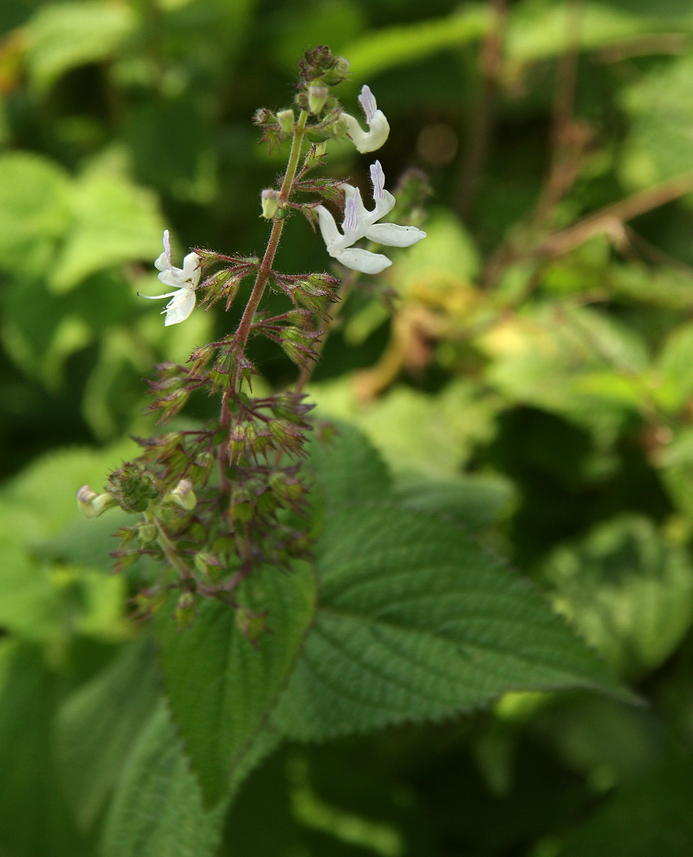 Equilabium laxiflorum Equilabium laxiflorum