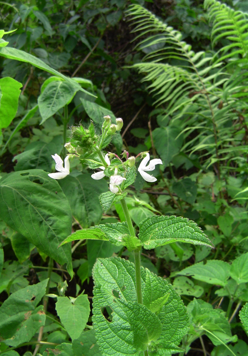 Equilabium laxiflorum Equilabium laxiflorum