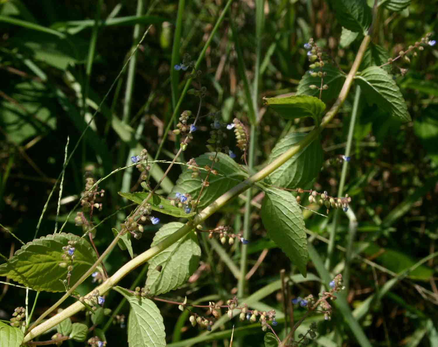 Coleus rhodesianum