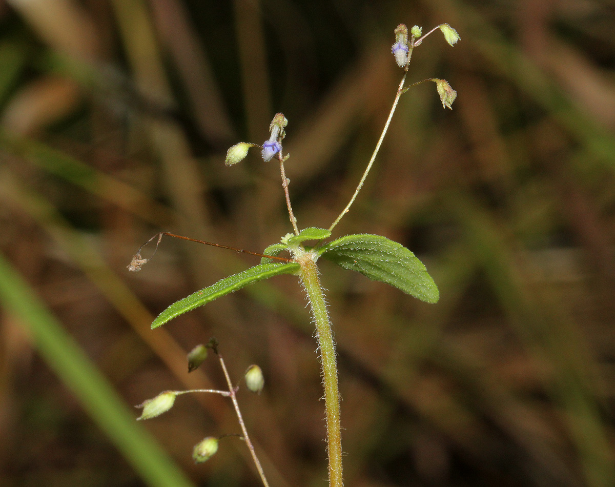 Coleus rhodesianum