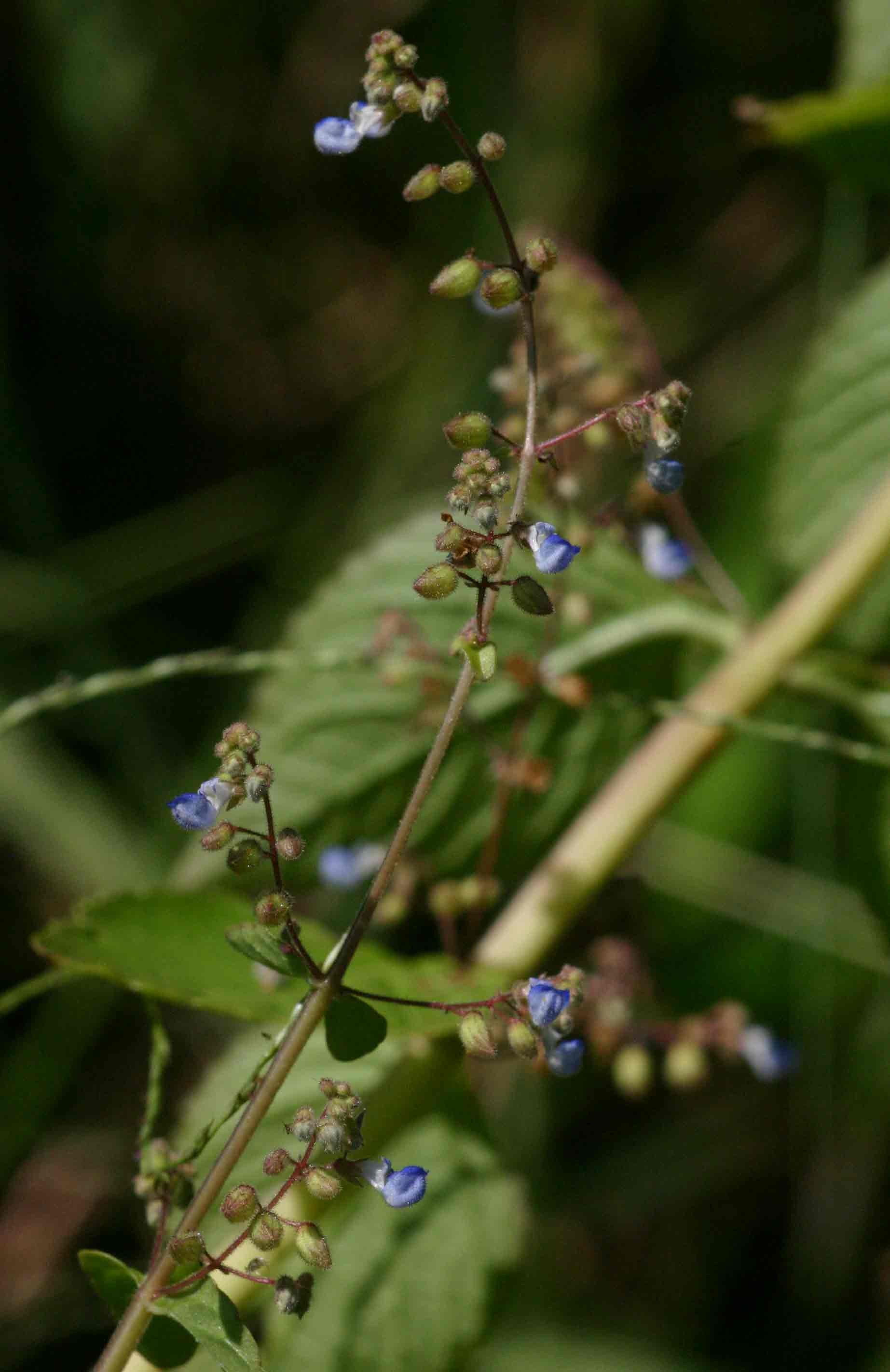 Coleus rhodesianum