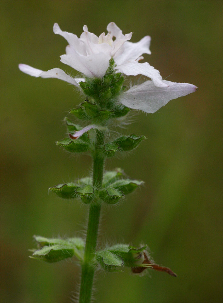 Syncolostemon bracteosus Syncolostemon bracteosus