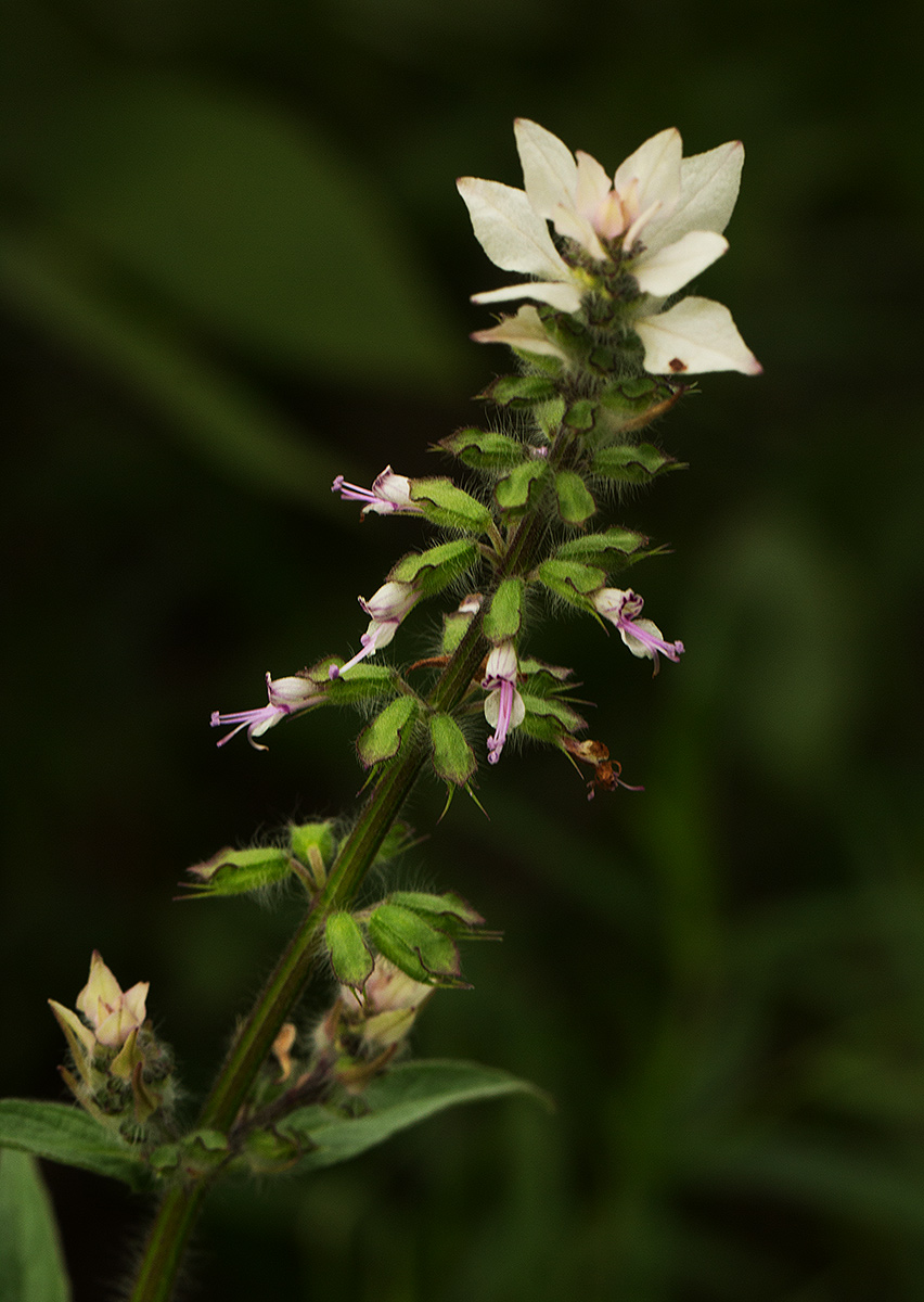 Syncolostemon bracteosus Syncolostemon bracteosus
