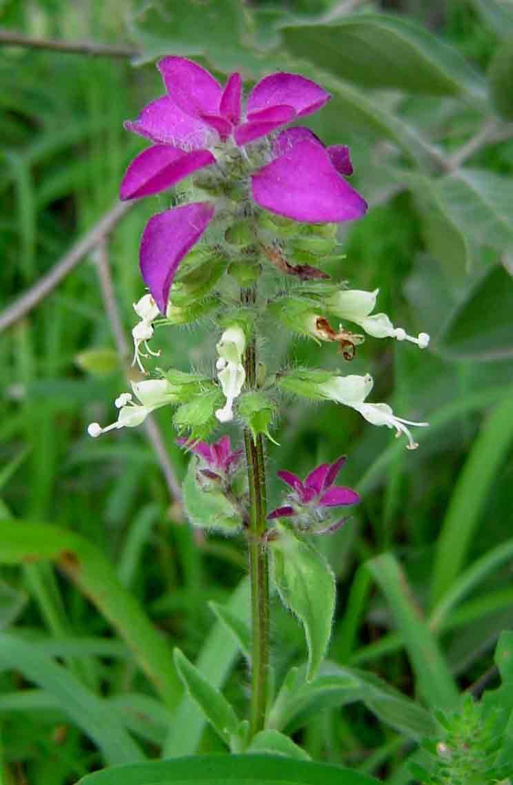 Syncolostemon bracteosus Syncolostemon bracteosus