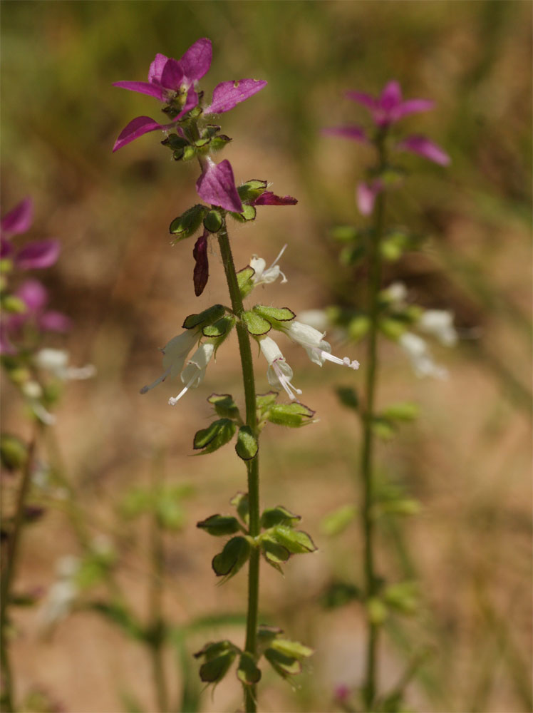 Syncolostemon bracteosus Syncolostemon bracteosus