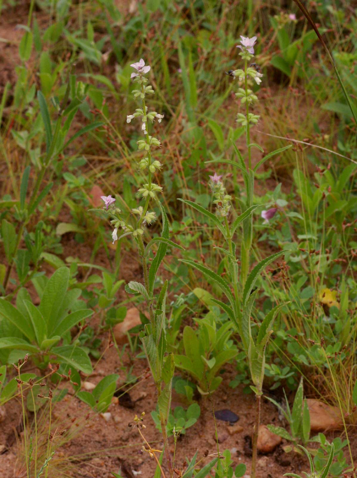 Syncolostemon bracteosus Syncolostemon bracteosus