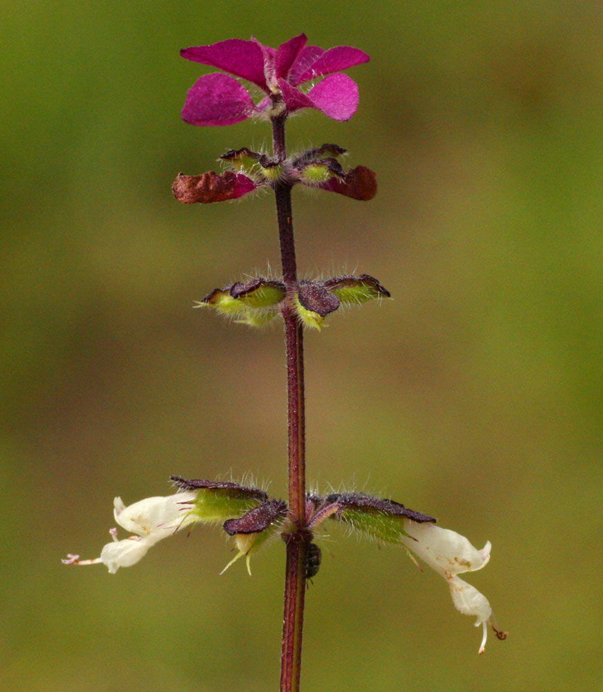 Syncolostemon bracteosus Syncolostemon bracteosus
