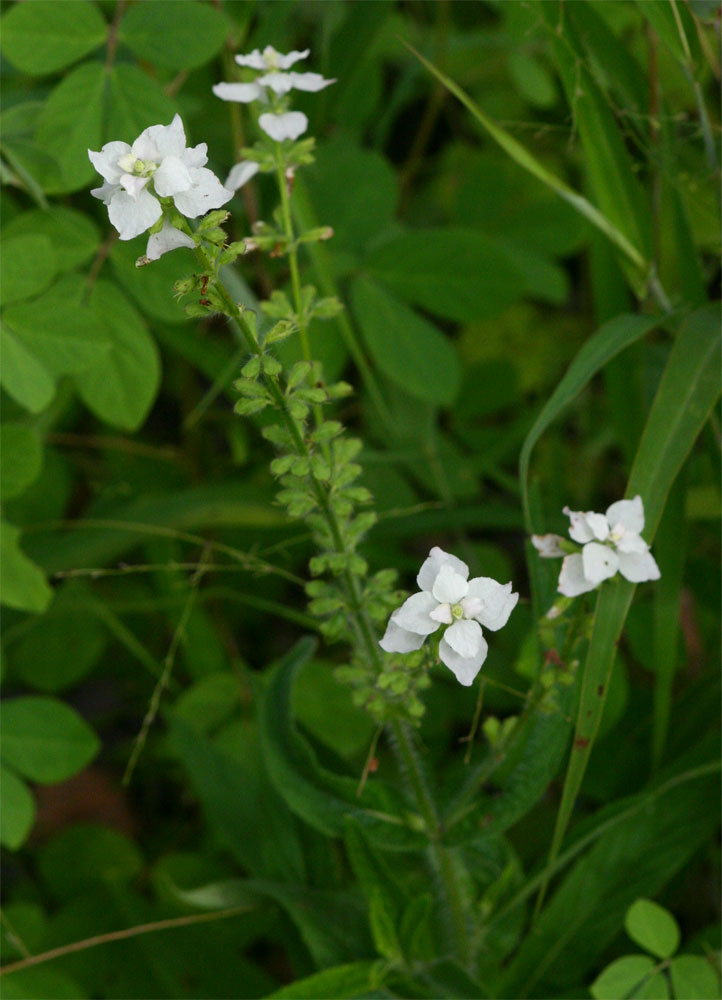 Syncolostemon bracteosus Syncolostemon bracteosus