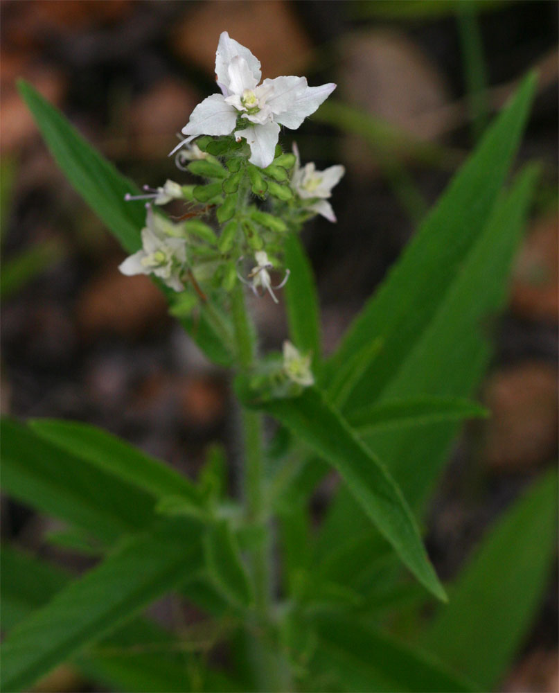 Syncolostemon bracteosus Syncolostemon bracteosus